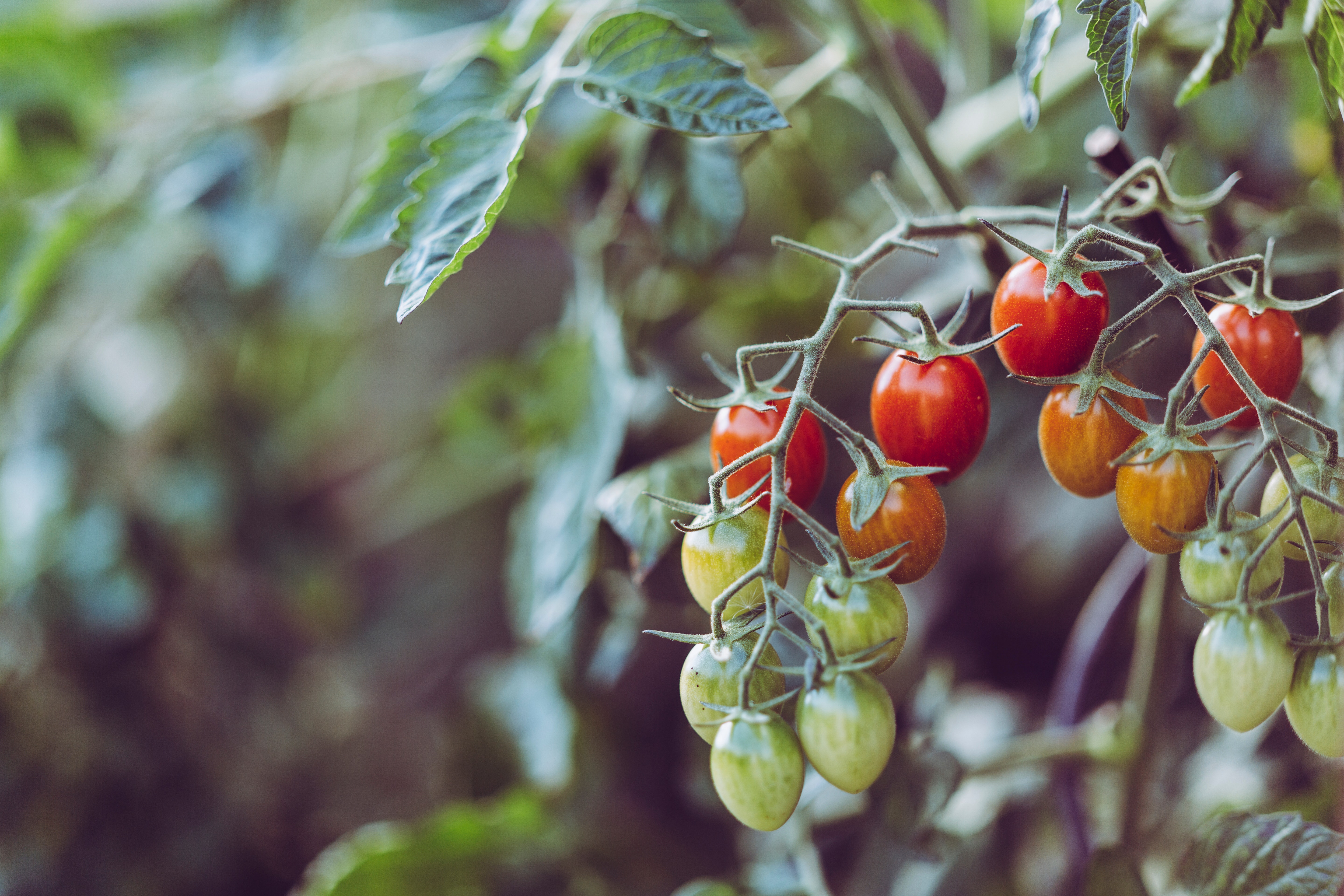 agriculture-blurred-background-close-up-965740